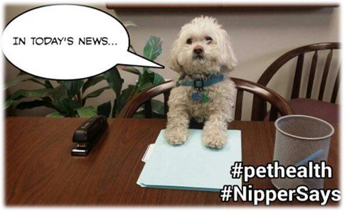 NipperSays's tweet photo. Thanks #APha2019 for making me feel so welcome at my 1st APhA meeting. https://t.co/bQ8flX32EE