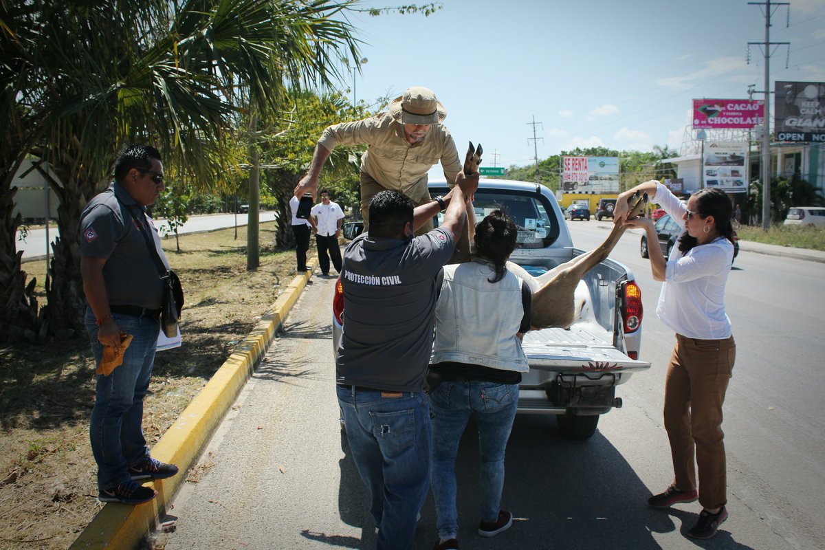 PcyBomberosSoli's tweet photo. Personal de Protección Civil acudió al reporte de un venado cola blanca atropellado por un taxi sobre la Av federal km 286, posteriormente personal de Medio Ambiente y con apoyo de la Direccióncción del Instituto de América levantaron el ejemplar.

#TodosSomosProteccionCivil https://t.co/7eEQIWN4aL