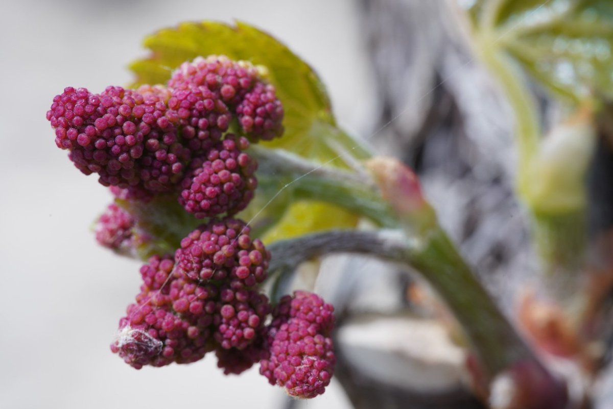 Young grapevine tissues, including leaves, stems, tendrils, and flowers are often hairy (pubescent) and/or pink or red colored. Pubescence and red pigments help protect the young tissues from excessive light