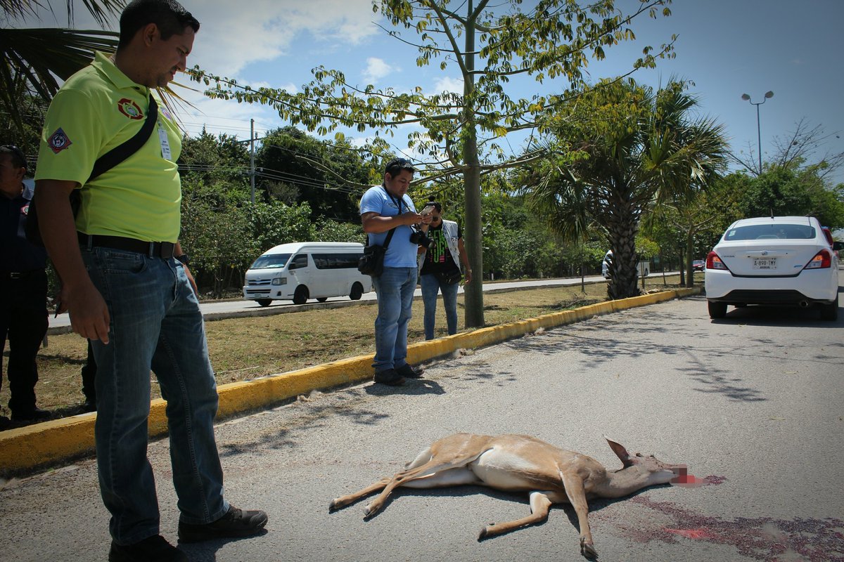 PcyBomberosSoli's tweet photo. Personal de Protección Civil acudió al reporte de un venado cola blanca atropellado por un taxi sobre la Av federal km 286, posteriormente personal de Medio Ambiente y con apoyo de la Direccióncción del Instituto de América levantaron el ejemplar.

#TodosSomosProteccionCivil https://t.co/7eEQIWN4aL
