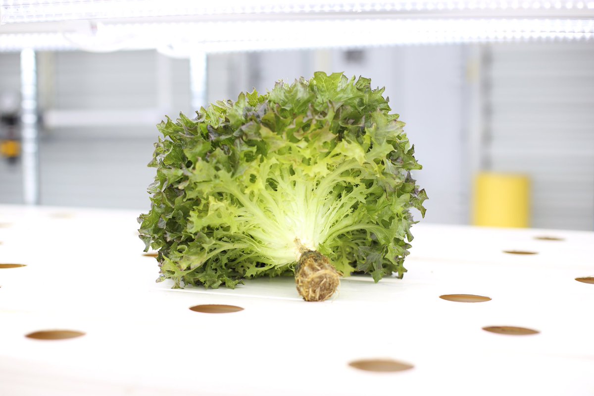 KaleraProduce's tweet photo. With a #HyCube onsite or nearby, #lettuce heads arrive at your kitchen with roots attached— making them a #livinglettuce. Keeping the roots allows for longer #shelflife & #freshness. Whether in water or not you'll have less spoilage & browning!
#pick2plate #hydroponics #buylocal https://t.co/Qkk1mlzMhL