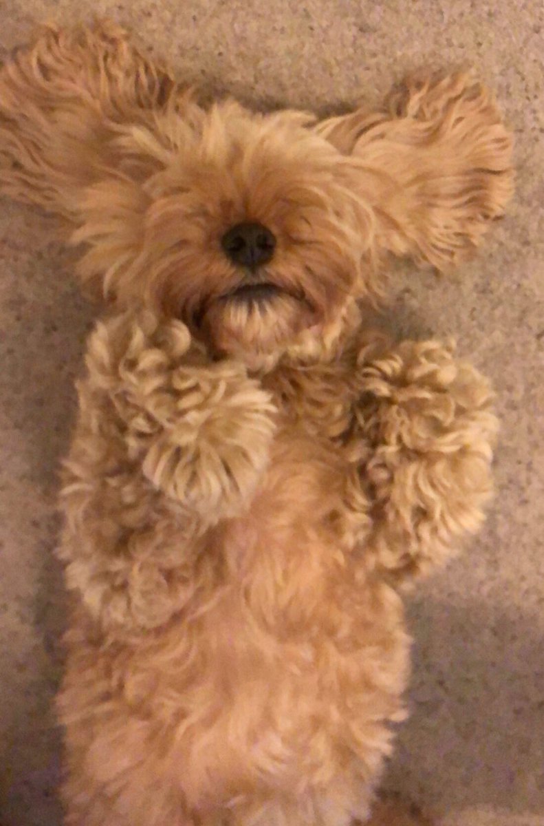 emlawls's tweet photo. I can’t even deal 😩😍 https://t.co/bQ2OTng8Zy