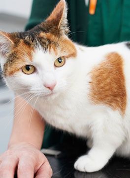 HaygateV's tweet photo. Is a trip to the vets a nightmarish time for you and your moggie?
Luckily for you Haygate is a cat friendly accredited clinic.
This mens we have separate waiting rooms and specialist equipment to ensure your cat gets the best treatment possible.
#cats #vets #eastmidshour https://t.co/f8NyU4eLV5