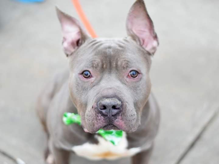 FaustiniMary's tweet image. DOG LOVERS: BLUE, 3, AT GRT RISK, NH, #nycacc! Good w/kids/dogs! Loves 2 be petted! See his vids/pics! A swell 🐶who DESERVES HIS 2ND CHANCE💕! PLS RUSH 2 #foster or #adopt; mustlovedogsnyc@gmail.com OR 
newhope.shelterbuddy.com/Animal/list OR DM 4 asst, &amp;amp; #pledge: facebook.com/mldsavingnycdo…🆘️