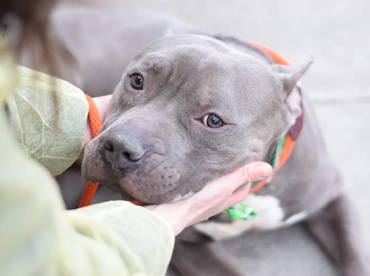 FaustiniMary's tweet image. DOG LOVERS: BLUE, 3, AT GRT RISK, NH, #nycacc! Good w/kids/dogs! Loves 2 be petted! See his vids/pics! A swell 🐶who DESERVES HIS 2ND CHANCE💕! PLS RUSH 2 #foster or #adopt; mustlovedogsnyc@gmail.com OR 
newhope.shelterbuddy.com/Animal/list OR DM 4 asst, &amp;amp; #pledge: facebook.com/mldsavingnycdo…🆘️