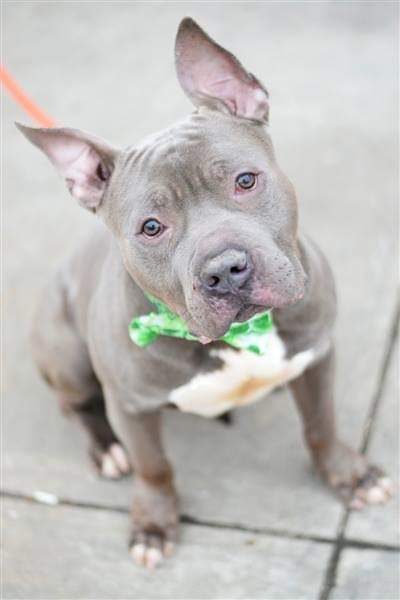 FaustiniMary's tweet image. DOG LOVERS: BLUE, 3, AT GRT RISK, NH, #nycacc! Good w/kids/dogs! Loves 2 be petted! See his vids/pics! A swell 🐶who DESERVES HIS 2ND CHANCE💕! PLS RUSH 2 #foster or #adopt; mustlovedogsnyc@gmail.com OR 
newhope.shelterbuddy.com/Animal/list OR DM 4 asst, &amp;amp; #pledge: facebook.com/mldsavingnycdo…🆘️