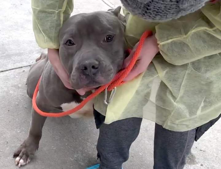 FaustiniMary's tweet image. DOG LOVERS: BLUE, 3, AT GRT RISK, NH, #nycacc! Good w/kids/dogs! Loves 2 be petted! See his vids/pics! A swell 🐶who DESERVES HIS 2ND CHANCE💕! PLS RUSH 2 #foster or #adopt; mustlovedogsnyc@gmail.com OR 
newhope.shelterbuddy.com/Animal/list OR DM 4 asst, &amp;amp; #pledge: facebook.com/mldsavingnycdo…🆘️