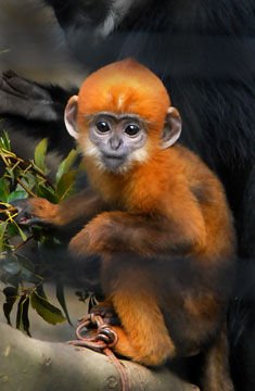 フランソワルトン (Trachypithecus francoisi)