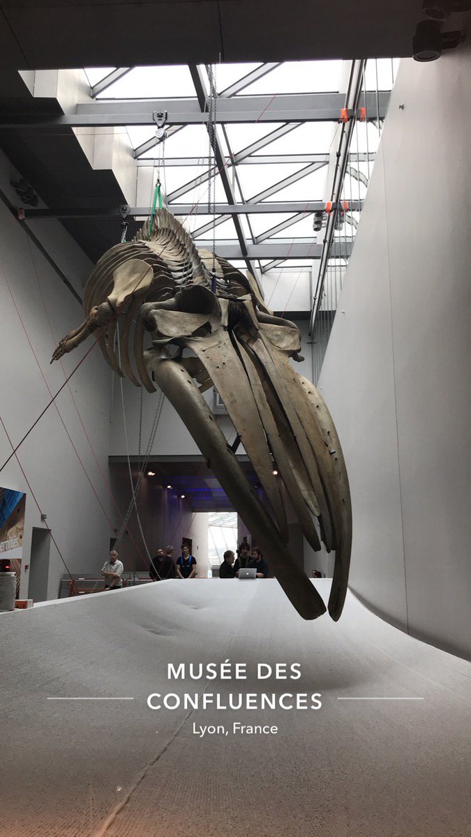 marie_tracol's tweet photo. La baleine du musée des Confluences a trouvé sa place dans les espaces  d'exposition. Elle sera visible gratuitement ce week-end et sera l'objet  de nombreuses activités offertes aux visiteurs ! https://t.co/KF8UjZxa32 https://t.co/bS2Fu4qgfX