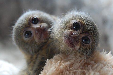 ピグミーマーモセット (Cebuella pygmaea)