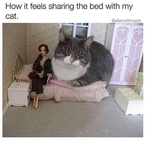 meowbox's tweet photo. Okay, I'll just squeeze in, I guess 😩 #themeowlife #actuallythough {Courtesy of https://t.co/FtL9tg1nDS} https://t.co/xPfcTr9utJ