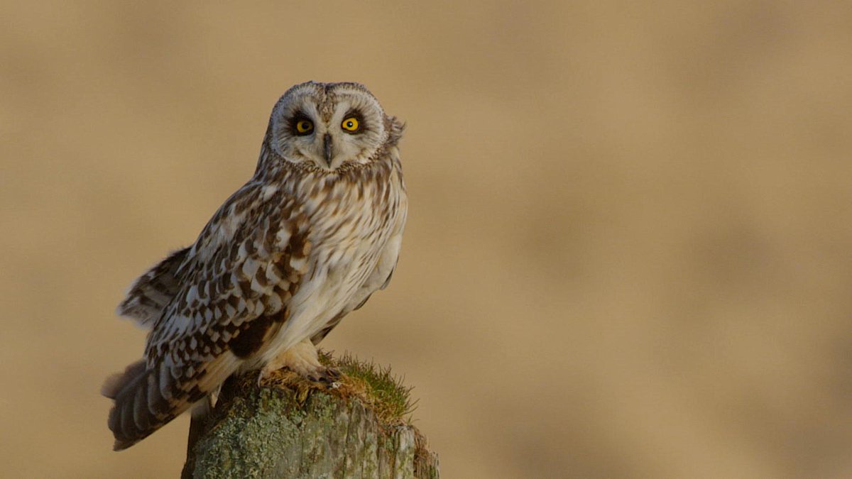 Hospitalfield tweet media