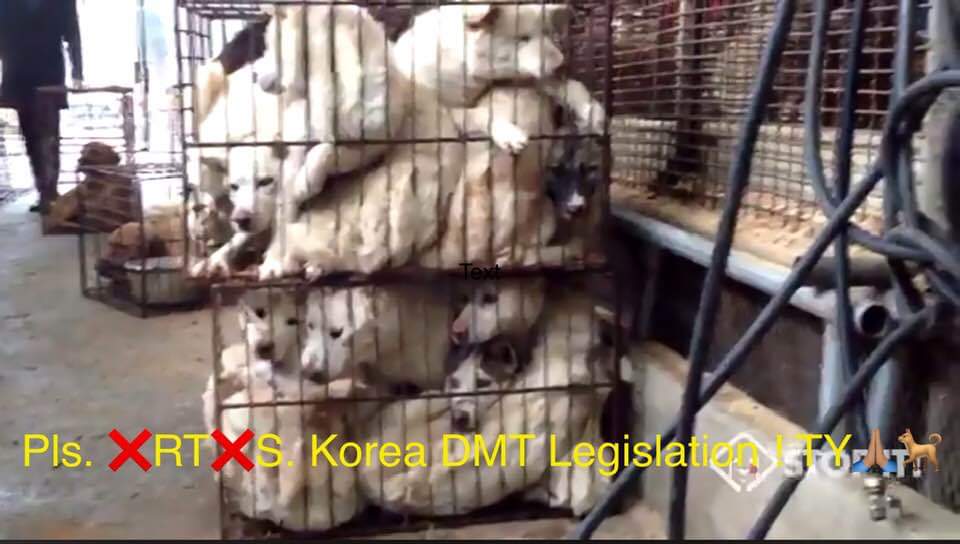 MarionPrice's tweet photo. @churchofengland Psalm 59:1
"Oh God; be my fortress against those who are attacking me"
PLEASE SPEAK out against the torture of animals in #DogCatMeatTrade 
This is NOT Gods way https://t.co/WF4ZiH9F0M