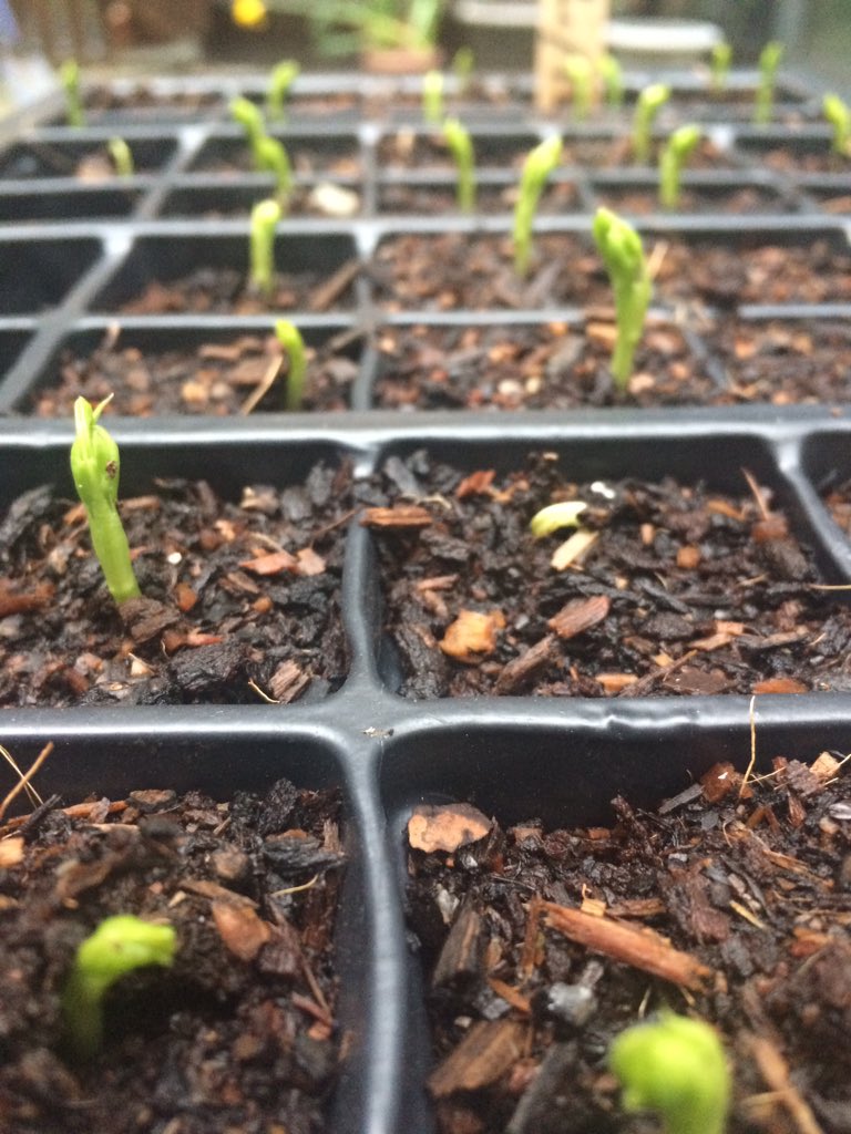 OasisFarmOL8's tweet photo. We love to see things grow! 🌱Did you know taking part in gardening has benefits for your physical and mental wellbeing. If you're interested in gardening, growing food or animal care get in touch #growyourown #oldhamyearoffood #OldhamHour https://t.co/AQjB61zDFG