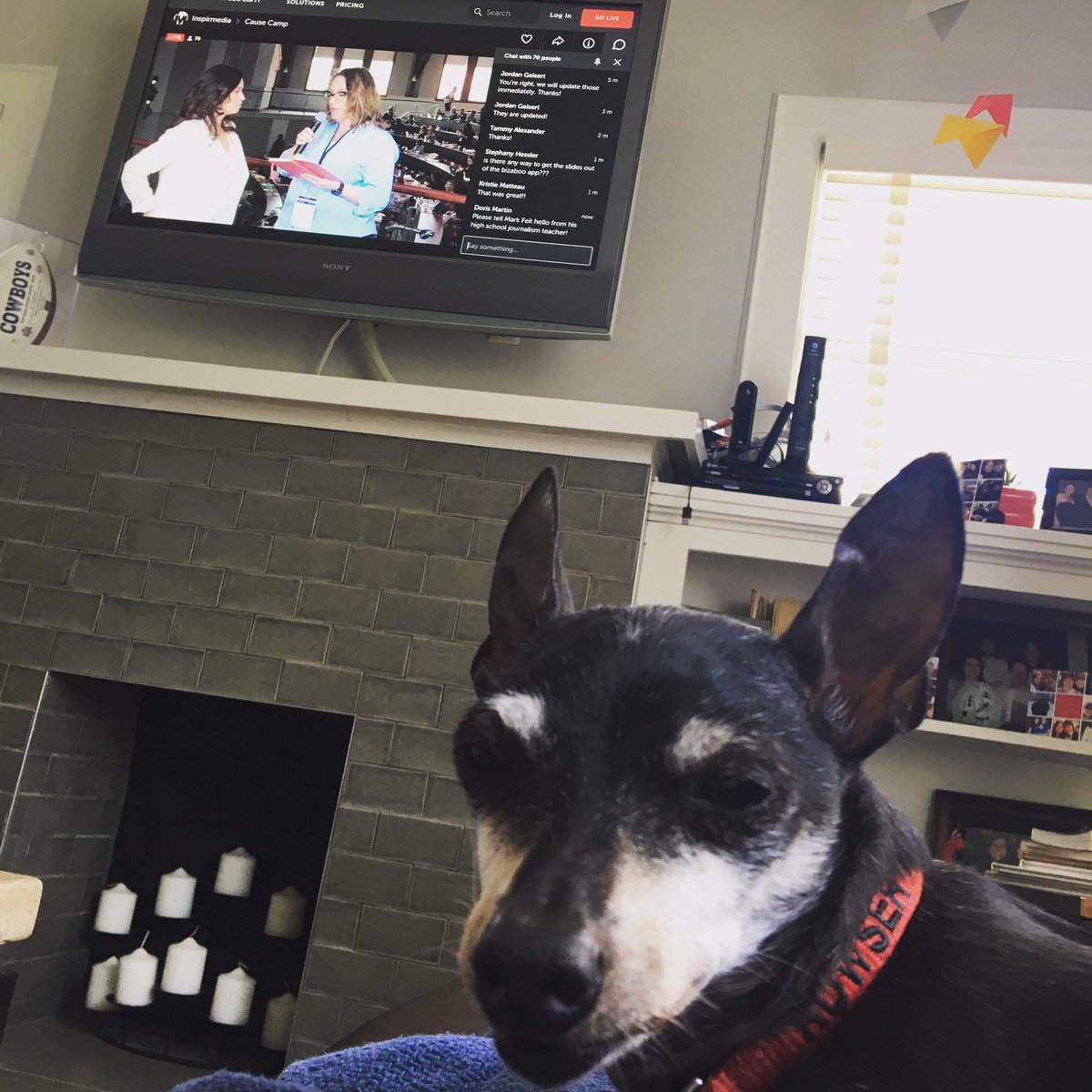 Streaming <a href="/NPhub/">Nonprofit Hub</a> @causecamp and getting shade from this guy for distracting him from @shandoesalot #causethechange #cfre #cfredog #storytelling #nonprofitlife #nonprofitdog