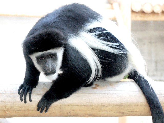 アビシニアコロブス (Colobus guereza)
