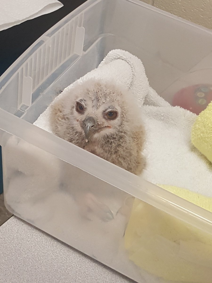 Our @BPAmerica and @scdhec grants allowed us to purchase an incubator for our K class and Ss have been journaling about the eggs. Ms. Audrey from the @SCBirdsofPrey checked on their development and brought an owl chick to show our students. @bcsdschools @LanierHope