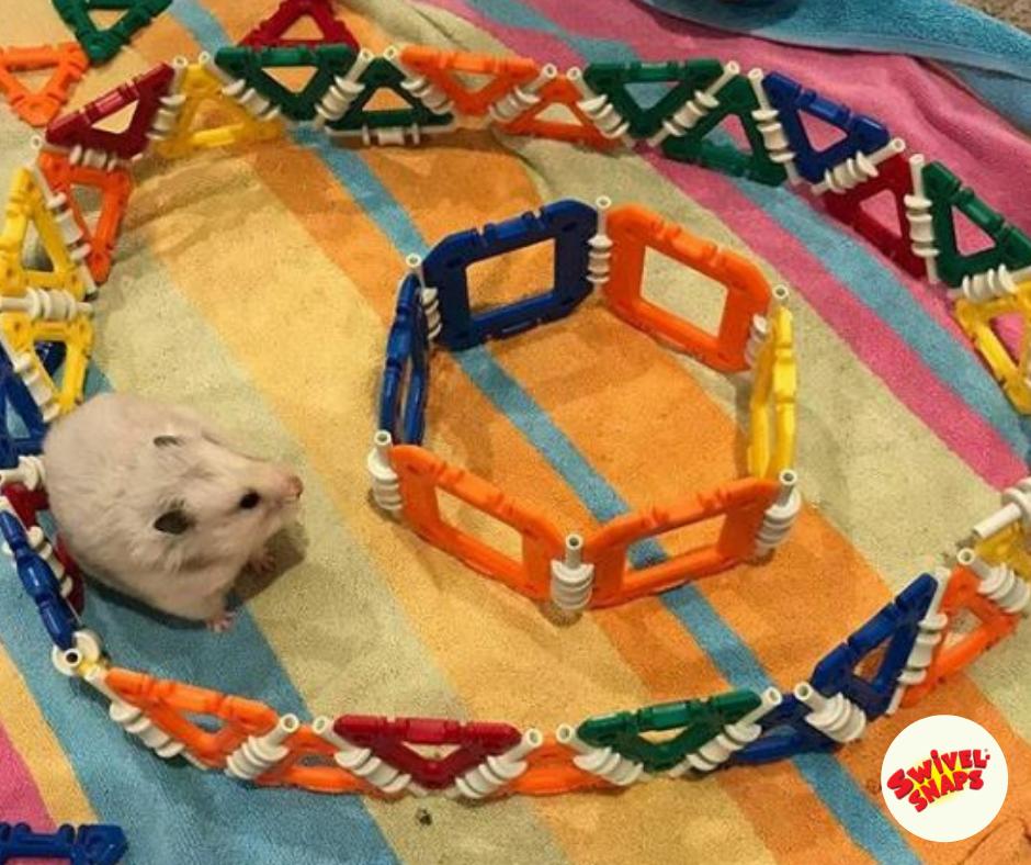 SwivelSnaps's tweet photo. This furry friend is having fun AND problem solving too with Swivel-Snaps! If you have pets, we’d love to see what games you’ve created, so please share them with all of us. #Pets #ProblemSolving #WeKnowPlay #CreativePlay https://t.co/OHzAMel1yd
