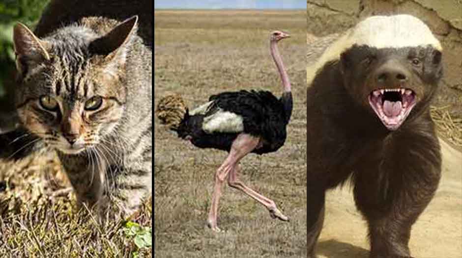 Huntingnews2020's tweet photo. 20 Animals You Did Not Know You Could Hunt https://t.co/PElYRvDZzj https://t.co/MHtZgjWoSQ