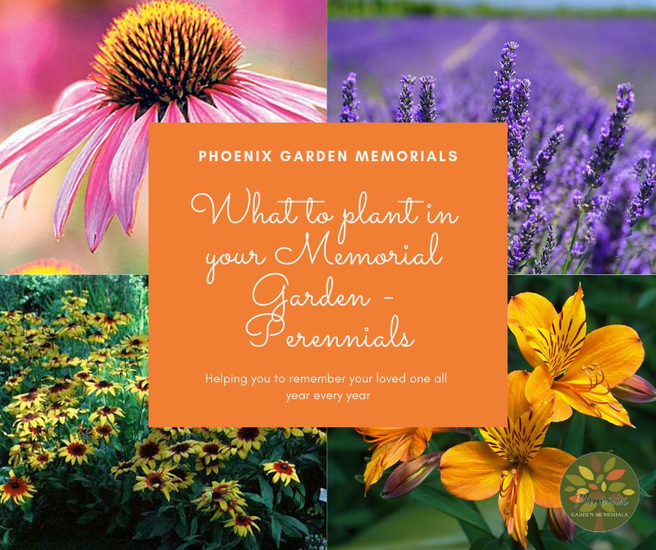 Read our memorial garden blog about perennials. The plants that just keep giving phoenixgardenmemorials.co.uk/ideas-2/why-pe… #BloggerLoveShare #blog #bloggersrequired #blogging
