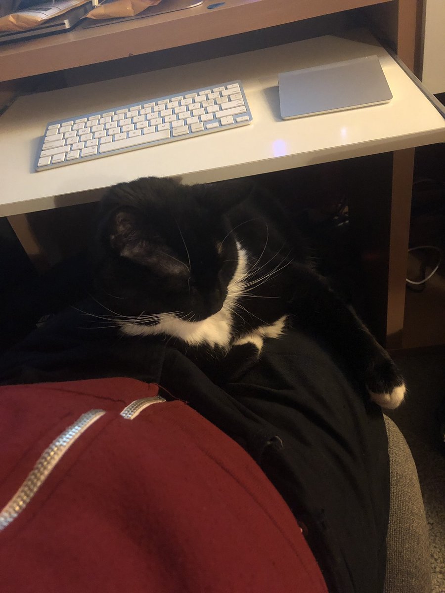 chrisfafalios's tweet image. This dude is attached to me at the hip always, sometimes almost literally. 

I’m not complaining, I freakin’ love him.