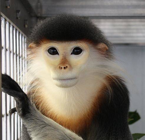 monkeylover_BOT's tweet photo. アカアシドゥクラングール (Pygathrix nemaeus)
https://t.co/OFN3PlIyMw