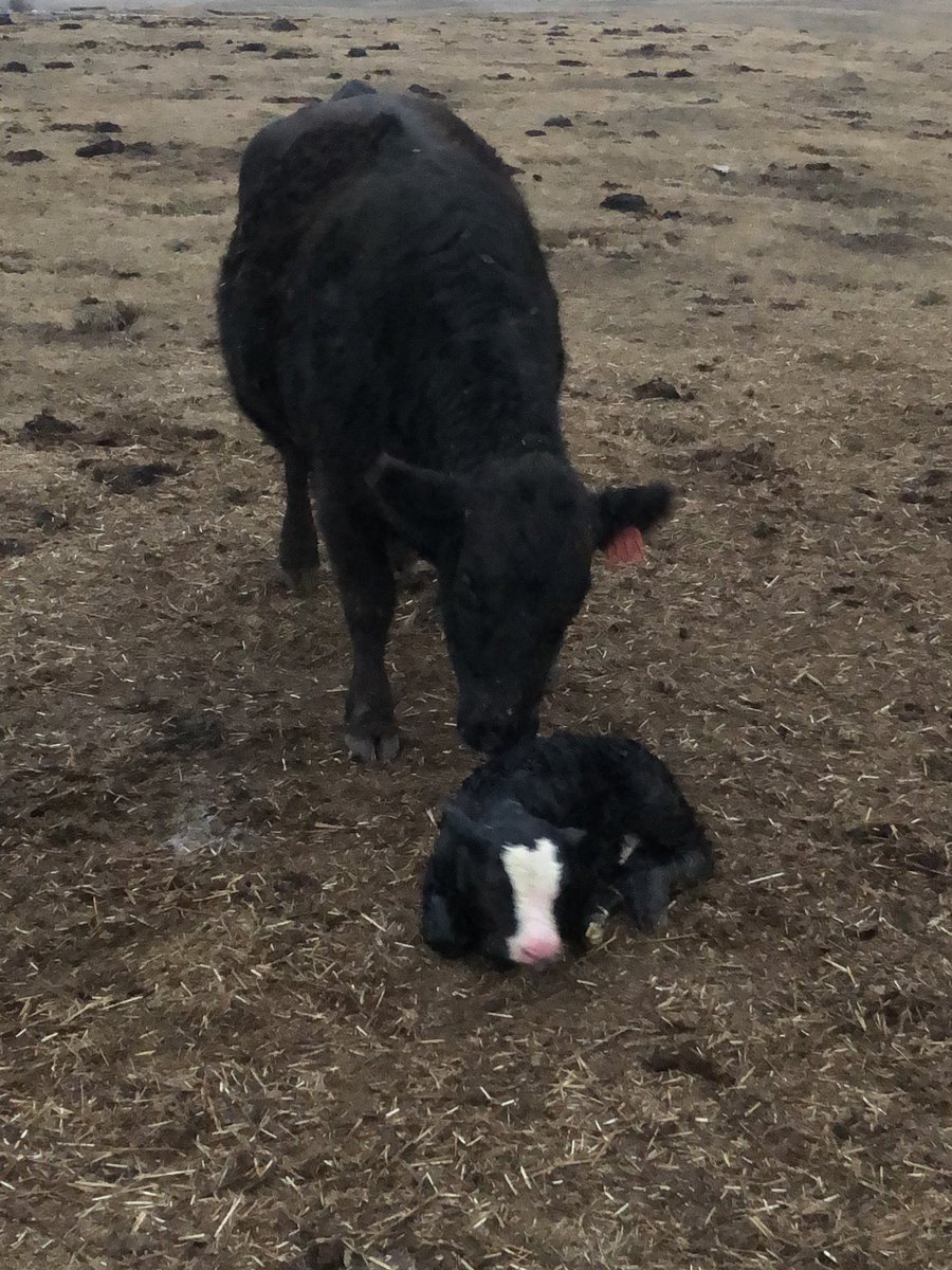 Great way to start calving the commercial cows with this Broker x Sassy Queen ET!