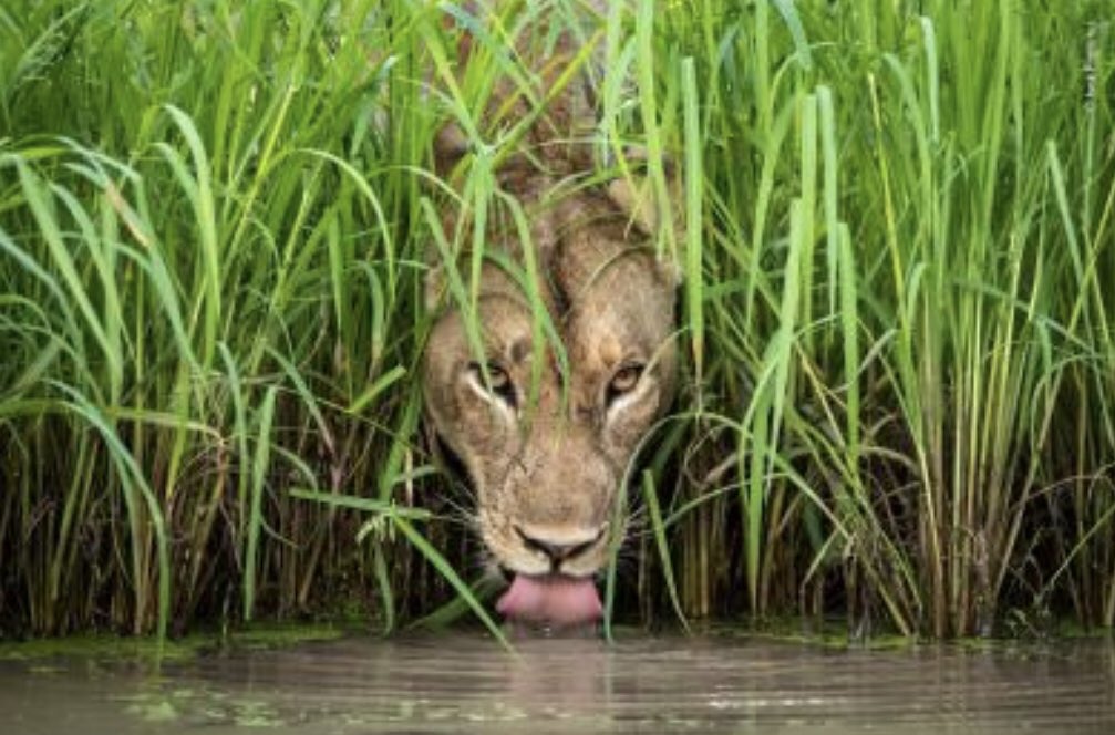 WolvArtGallery's tweet photo. Exciting to announce that in June we will be welcoming back the Natural History Museum’s Wildlife Photographer of the Year exhibition #WPTY.

It will be the first time that we have had the full exhibition in Wolverhampton.

https://t.co/wkKf1RVAqD https://t.co/NV0vknqLzR