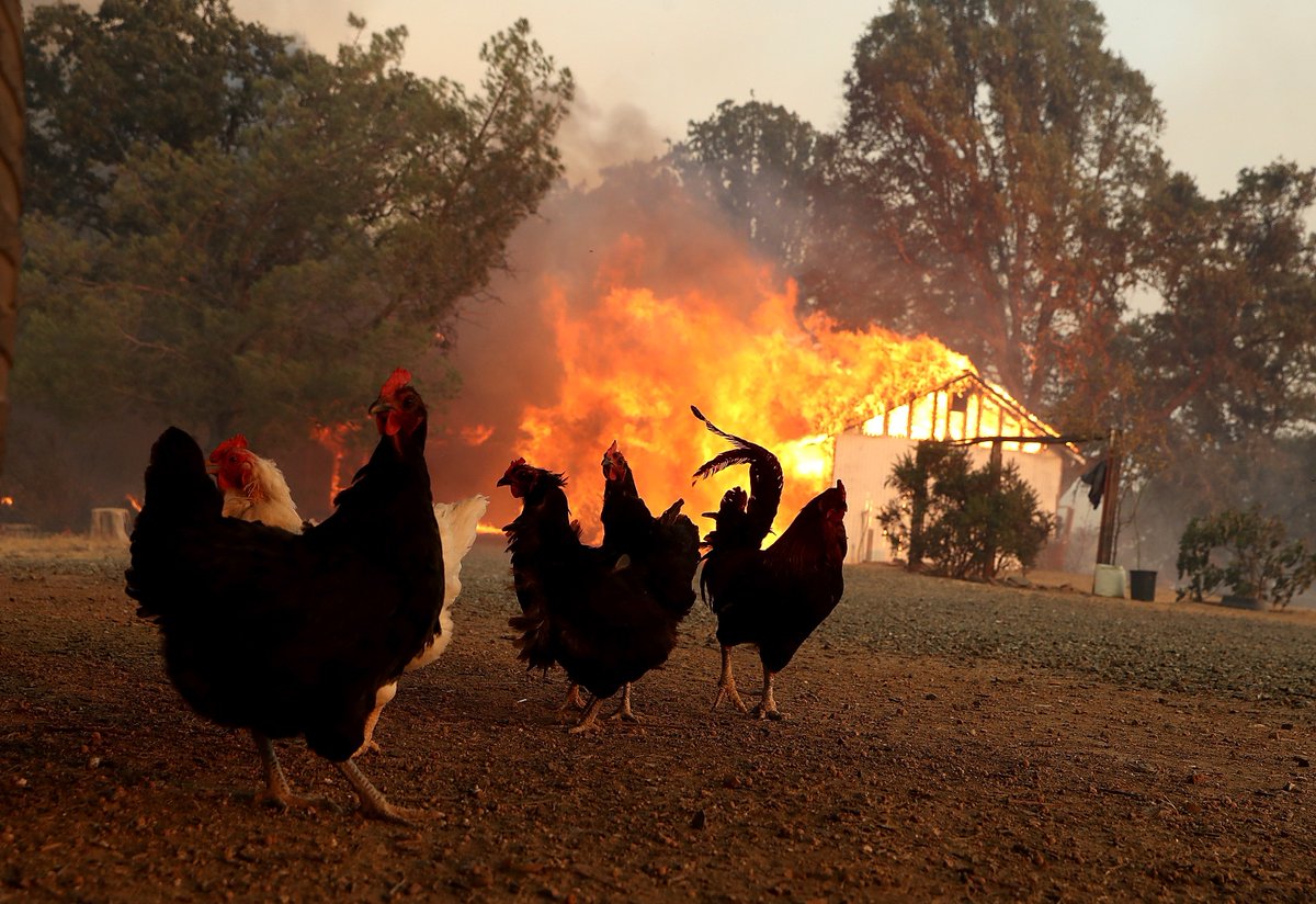 AnimalHoPo's tweet photo. Improved life-and-safety systems are among the many reasons driving up coop construction costs today. But we shouldn't chicken out on funding sprinklers and fire alarm systems in our homes. These measures save lives, and that's no yolk! #BuildingCode #RIPBambi https://t.co/VrZmCeITZ4