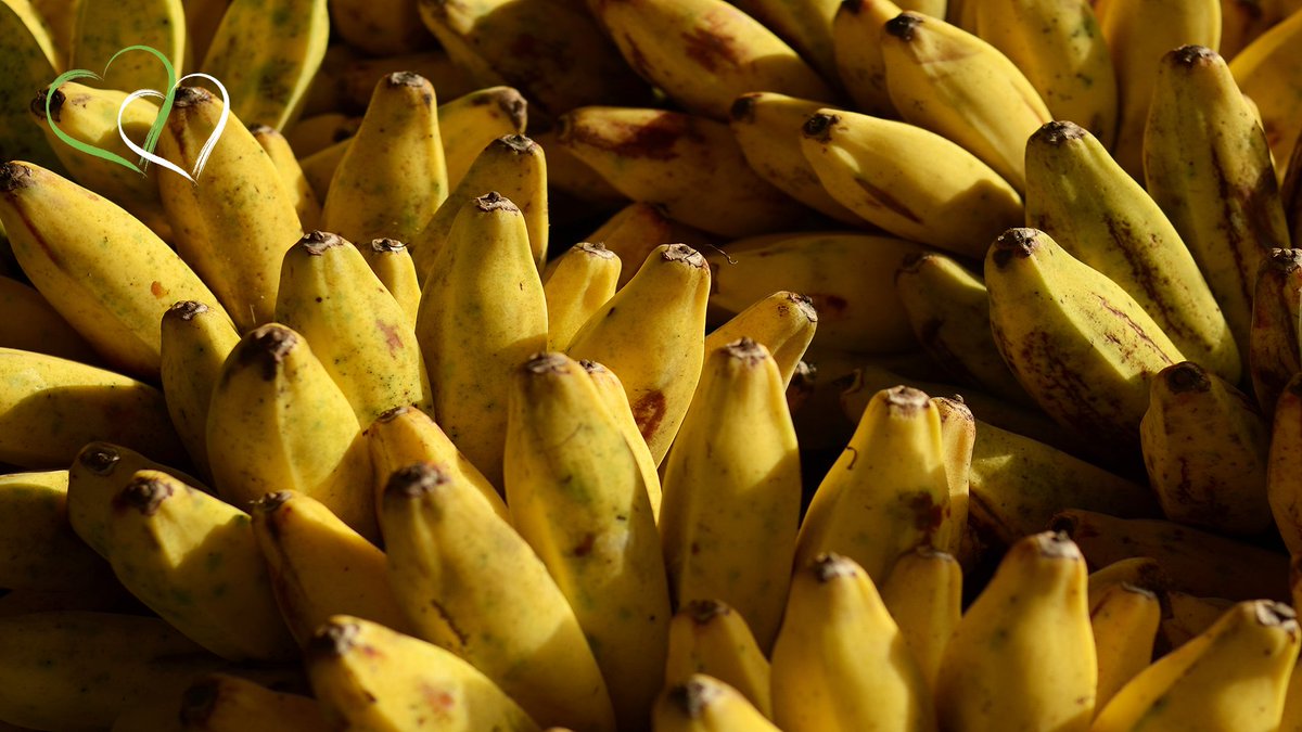 MlilyOfficial's tweet photo. Ever heard of 'sleep foods'? Boost your rest with melatonin packed bananas. Whizz them up in an evening smoothie. 💤🍌
#betterlife #sleephealth #sleepfoods https://t.co/2nyvjmbHKw