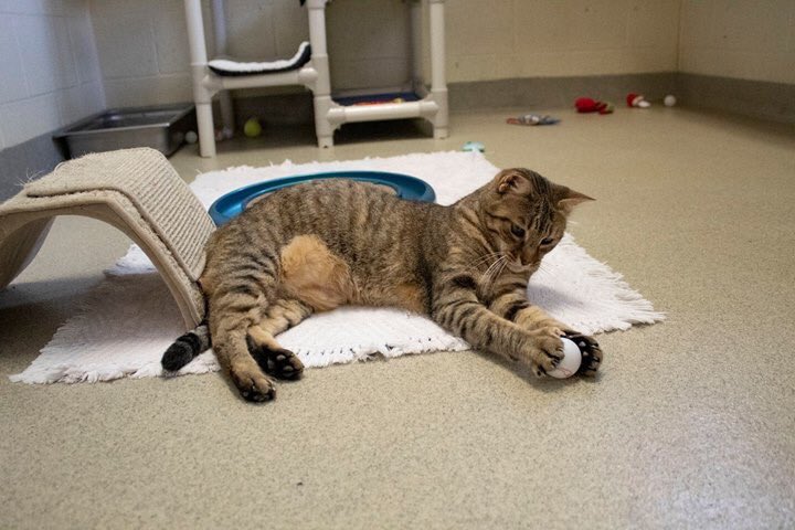 hsvb's tweet image. Meet Hannah. She’s a four year old brown tabby mix that has been with us for about a year now. Hannah is an adoption buddy, so her adoption fee is waived! She’s a very intelligent and playful cat, and she loves her ping pong balls. Hannah is a great lap cat and companion.