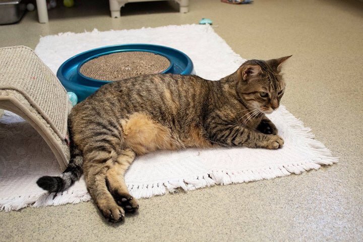 hsvb's tweet image. Meet Hannah. She’s a four year old brown tabby mix that has been with us for about a year now. Hannah is an adoption buddy, so her adoption fee is waived! She’s a very intelligent and playful cat, and she loves her ping pong balls. Hannah is a great lap cat and companion.