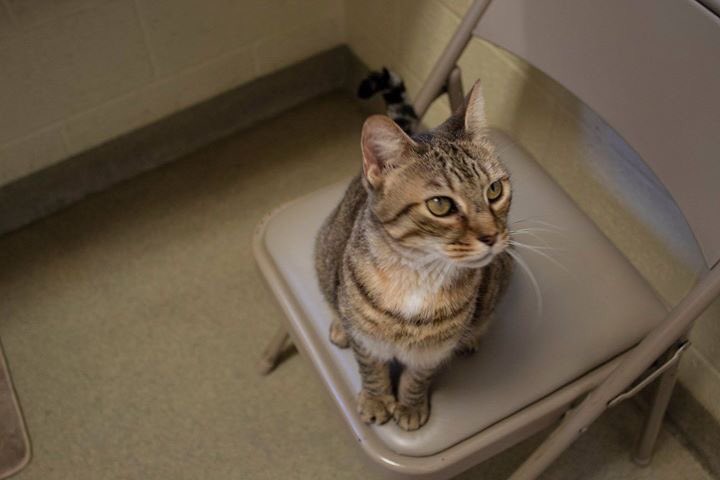 hsvb's tweet image. Meet Hannah. She’s a four year old brown tabby mix that has been with us for about a year now. Hannah is an adoption buddy, so her adoption fee is waived! She’s a very intelligent and playful cat, and she loves her ping pong balls. Hannah is a great lap cat and companion.