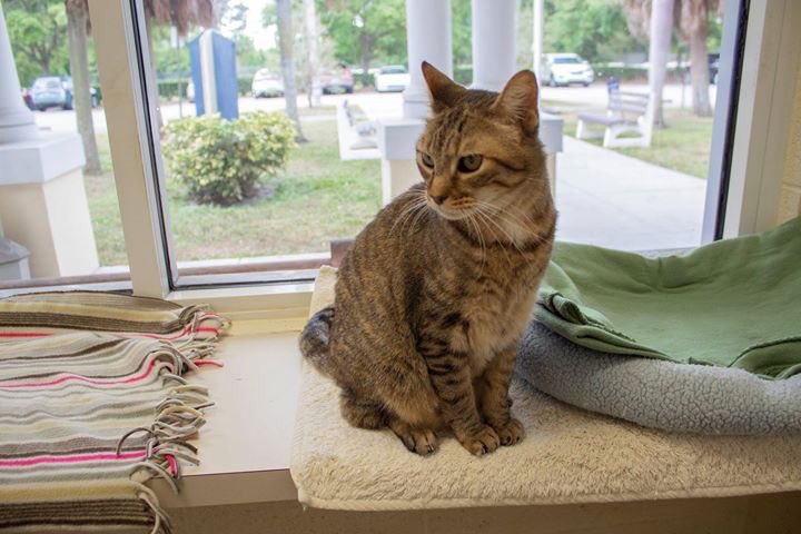 hsvb's tweet image. Meet Hannah. She’s a four year old brown tabby mix that has been with us for about a year now. Hannah is an adoption buddy, so her adoption fee is waived! She’s a very intelligent and playful cat, and she loves her ping pong balls. Hannah is a great lap cat and companion.