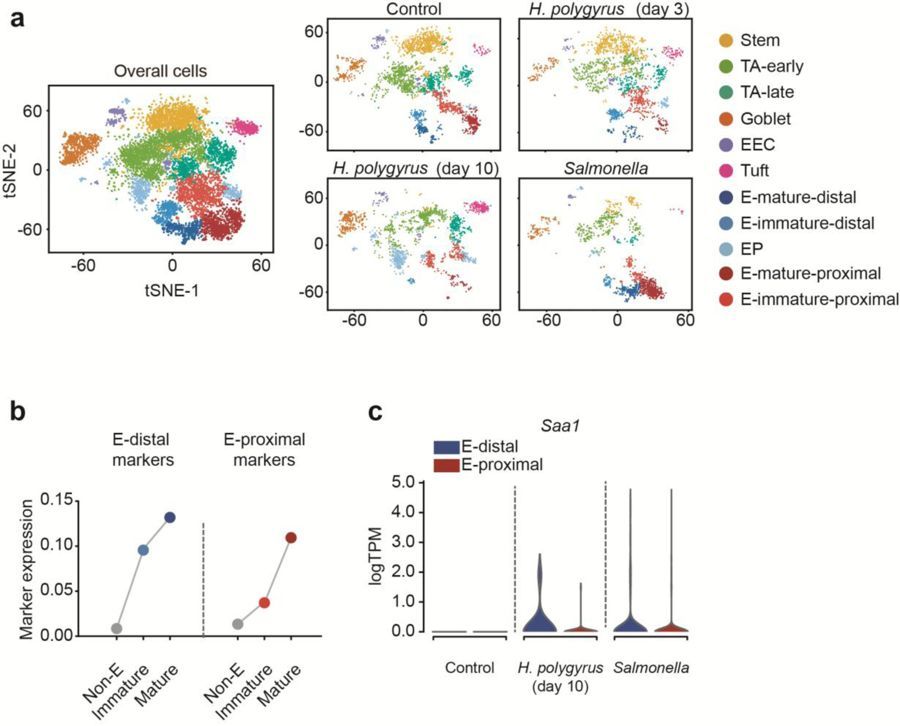 mmw_lmw's tweet photo. Scalable analysis from #Single_Cell_Transcriptomics using #Deep_Recurrent_Learning | Application to mouse intestinal dataset | Steven Altschuler @UCSF @naturemethods https://t.co/g3aGlaP2rp https://t.co/MT6GZsg2Ls