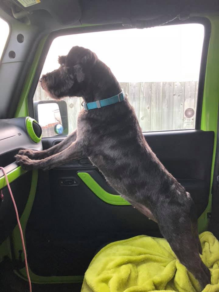 OffRoadDivas's tweet photo. "C'mon Mom, go faster!" #offroaddogs #ord ๐ธ: Shaelynn https://t.co/5qsjbfSkzY