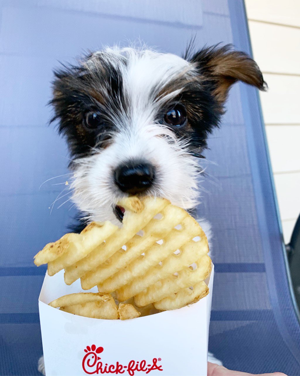 Chick fil a dog treat top