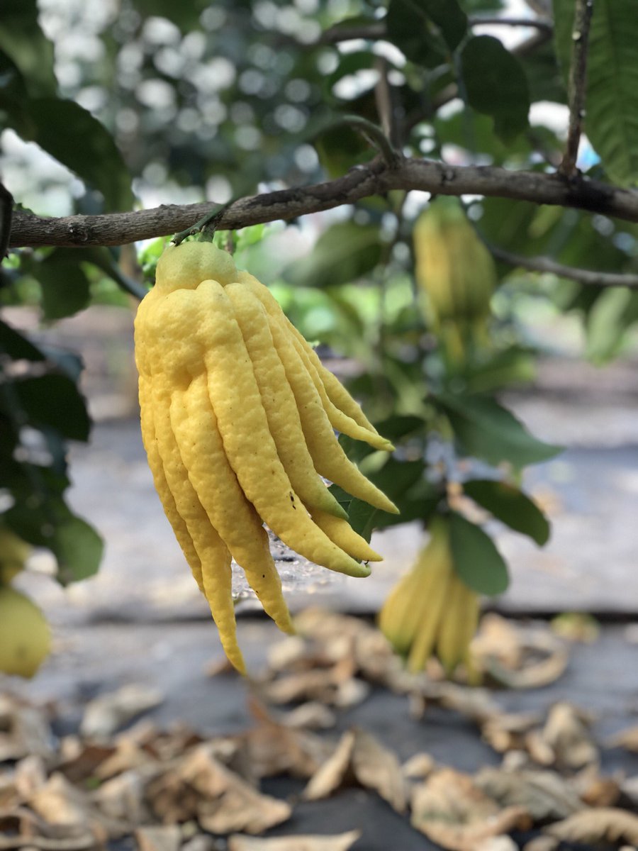 christophehay1's tweet photo. Dernière récolte du jardin...🍋🍋🍋🌿👨🌾agrumes lover ❤️❤️
#citron #citrus #maindebouddha #calamondin #cedrat #jardinmdc2019 #garden #surprise #loiretcher #bloischambord #michelinguide #gaultetmillau #collegeculinairedefrance https://t.co/DomFHCVeBX