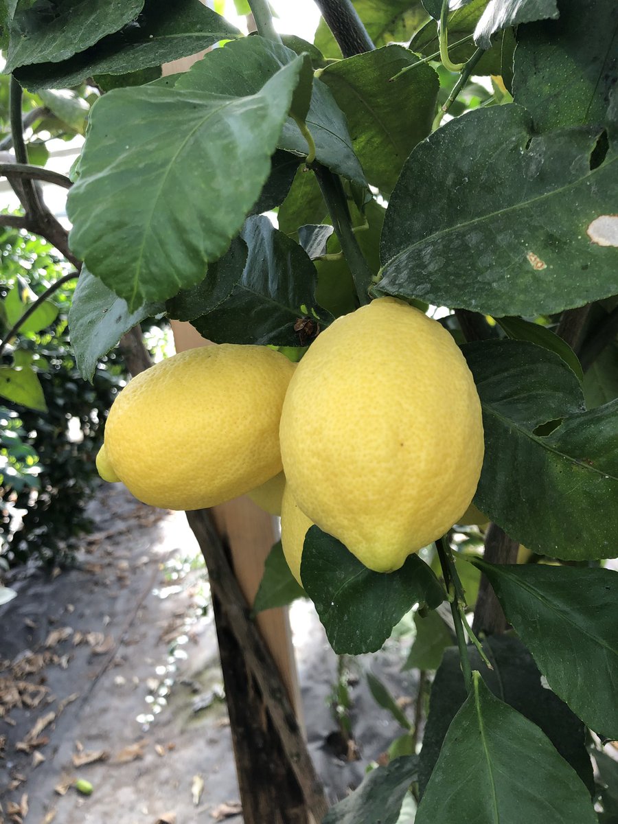 christophehay1's tweet photo. Dernière récolte du jardin...🍋🍋🍋🌿👨🌾agrumes lover ❤️❤️
#citron #citrus #maindebouddha #calamondin #cedrat #jardinmdc2019 #garden #surprise #loiretcher #bloischambord #michelinguide #gaultetmillau #collegeculinairedefrance https://t.co/DomFHCVeBX