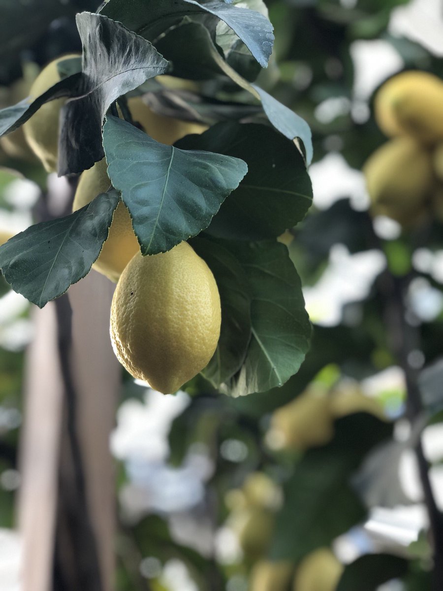 christophehay1's tweet photo. Dernière récolte du jardin...🍋🍋🍋🌿👨🌾agrumes lover ❤️❤️
#citron #citrus #maindebouddha #calamondin #cedrat #jardinmdc2019 #garden #surprise #loiretcher #bloischambord #michelinguide #gaultetmillau #collegeculinairedefrance https://t.co/DomFHCVeBX