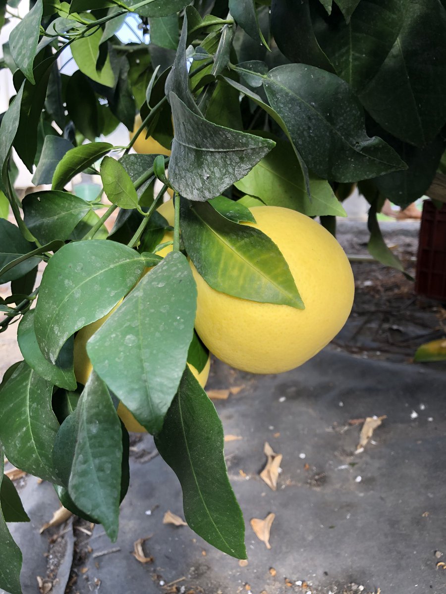 christophehay1's tweet photo. Dernière récolte du jardin...🍋🍋🍋🌿👨🌾agrumes lover ❤️❤️
#citron #citrus #maindebouddha #calamondin #cedrat #jardinmdc2019 #garden #surprise #loiretcher #bloischambord #michelinguide #gaultetmillau #collegeculinairedefrance https://t.co/DomFHCVeBX