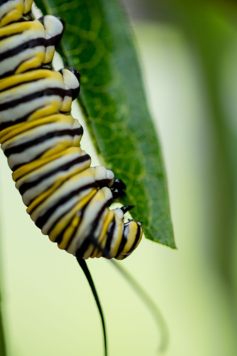 indianadunes's tweet photo. The Indiana Dunes is one of the most biodiverse places in North America and a nesting ground for the beautiful monarch butterfly #indianadunes #beachesandbeyond

photo by https://t.co/AzzyUFVytg https://t.co/ToYdYGfvsK