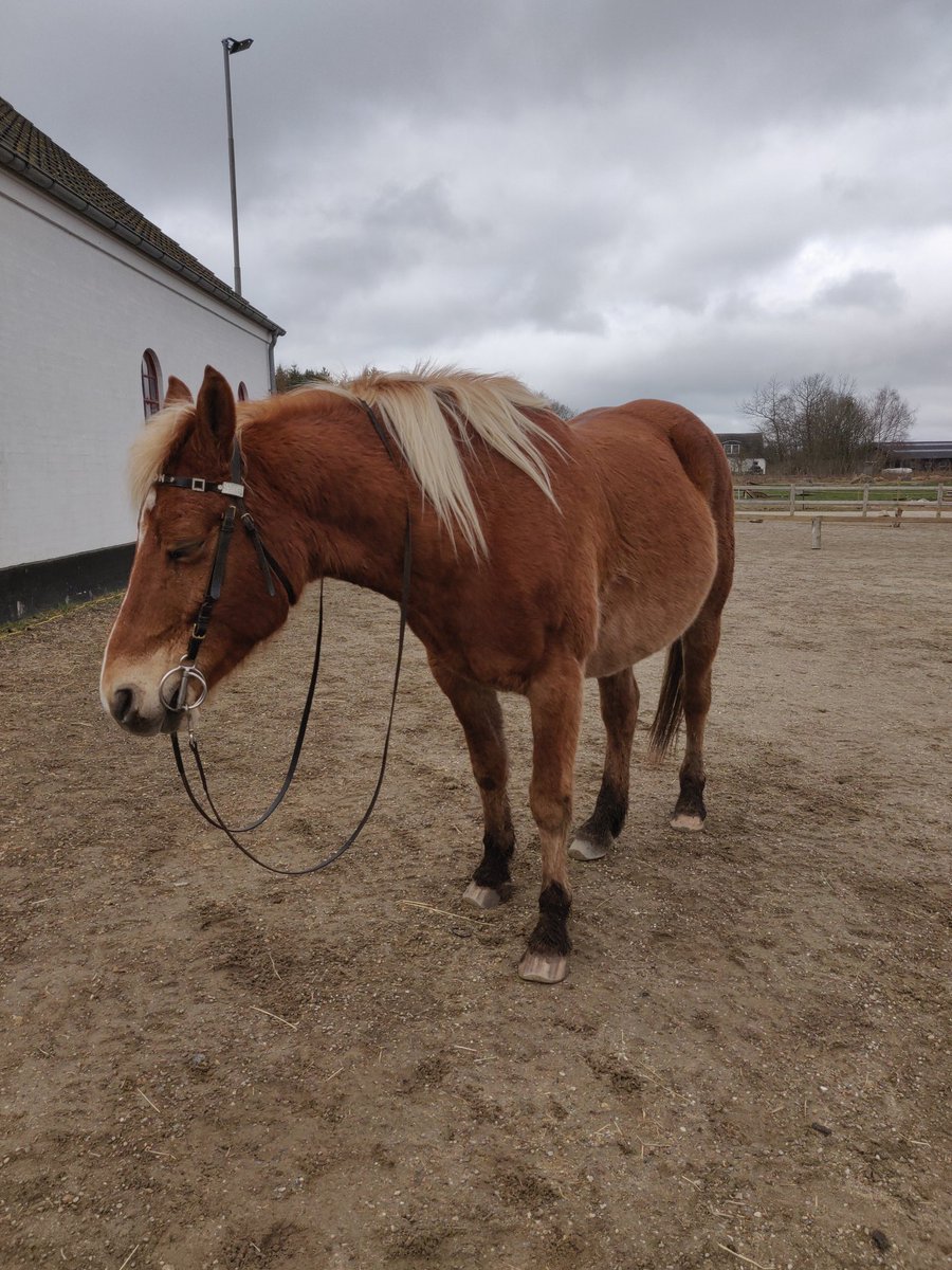 theequinesoul's tweet photo. Had a good lesson today. And a sleepy content horse afterwards. https://t.co/nbhe3w8y6G