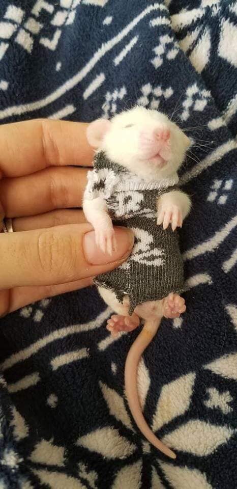 _contemptressx's tweet image. hES WEARING A SWEATER 😭