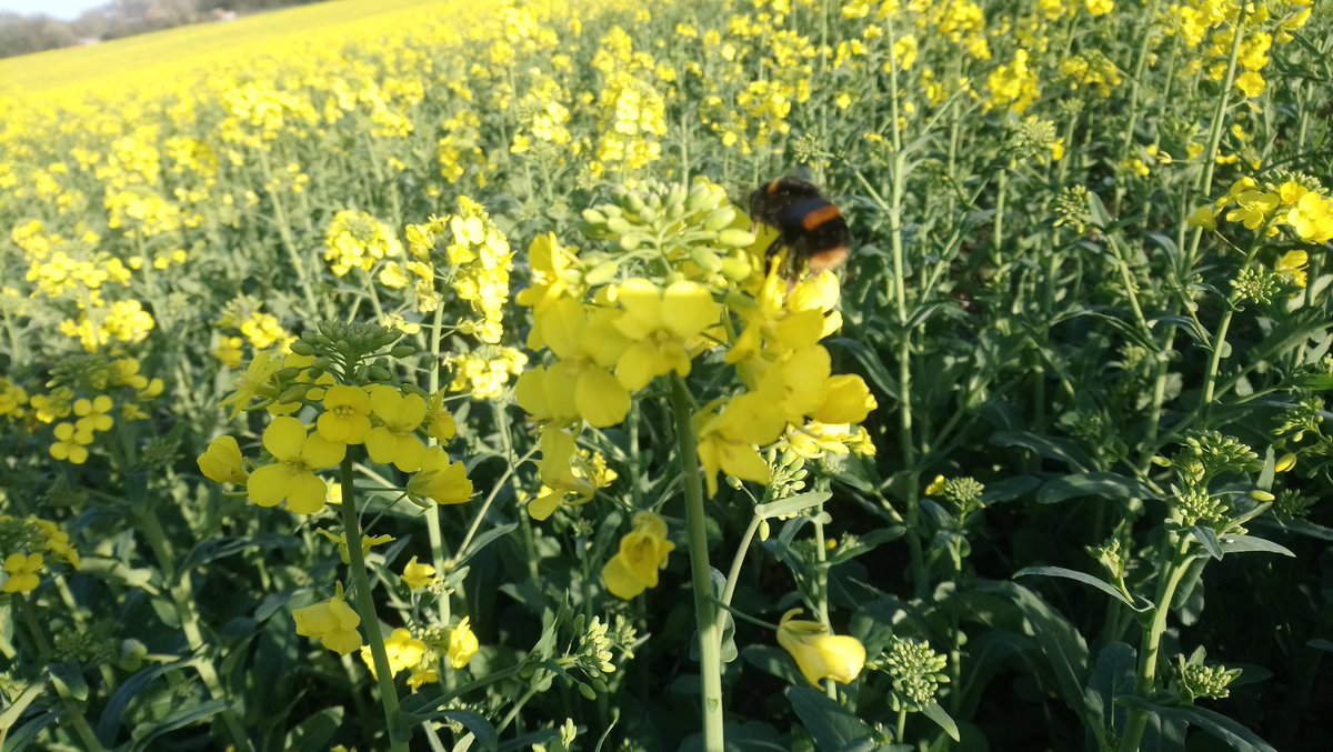 DunstanFarming's tweet photo. #Spring is certainly here! The bumblebees are out and about feeding on the #OSR which is flowering now. This crop provides  an early pollen and nectar source 🐝 Last years attempt at growing this crop was a disaster but this year's is looking promising.🤞 #Bee #Farming #Cornwall https://t.co/CvQTnwNgIN