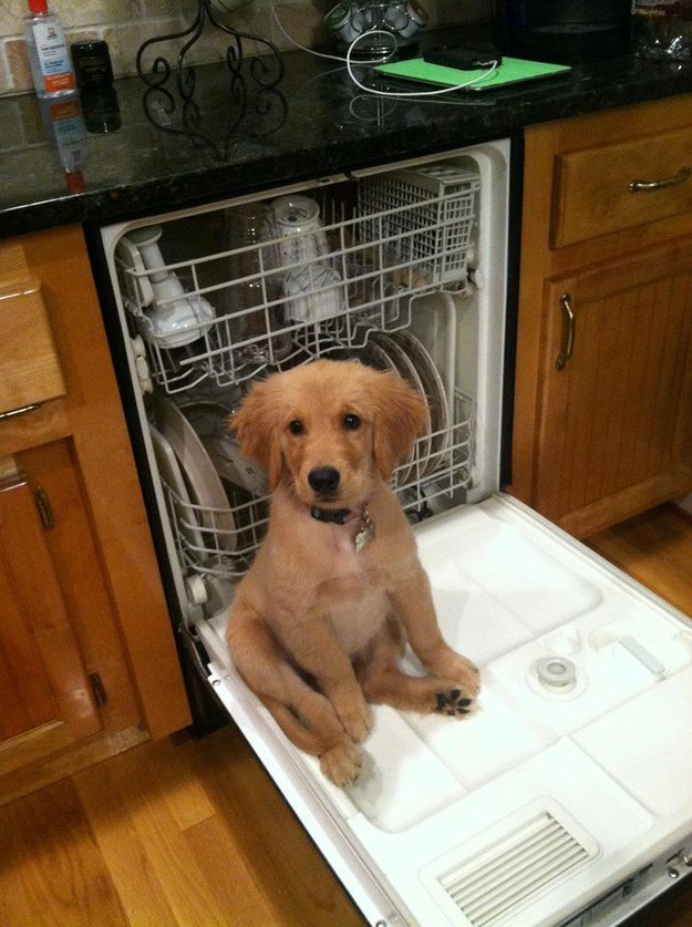 puppersplz's tweet photo. The only thing cooler than this pup is probably @RayneCopeland https://t.co/5XHfut6aDd