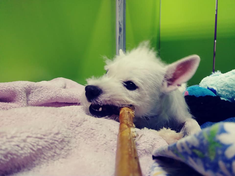 WaysideWaifs's tweet image. Take it from me, grab Mondays like a rawhide chew and own it. - Bridgett #WorkTip #Mondays #Waif #rescue