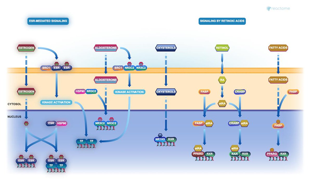 Just out - V68 data. New pathways &amp; reactions supported by gene, protein, small mol &amp; drug annotations &amp; literature citations. Fully integrated with our #PathwayBrowser, #webservices &amp; #graphdatabase. #genomics #biology #opendata #dataviz #dataanalyisis reactome.org/PathwayBrowser/