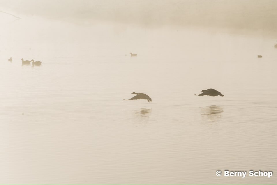 Het was genieten gisterochtend. Een zonsopkomst met mist blijft toch een fantastische combi. <a href="/hoekschnieuws/">Hoeksche Waard Nieuws</a> <a href="/mooieluchten/">mooieluchten</a> <a href="/NatuurfotoNL/">Natuurfotografie.nl</a> #hoekschewaard #oudelandvanstrijen #strijensas
