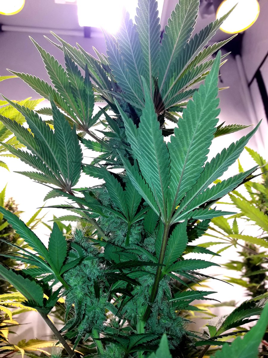 AdrycManellson's tweet photo. Pero ¿ Qué me decís de #MatanusK de @GeaSeeds bajo #LEC315Wts @LUMiiLighting #RefBlanca + #SpectronLED apoyo en #Sust #ProSoil @VitaLinkEU de @HydroGardenLtd, también sus #Flores de 45 días ?
Una imagen, cuatro 🤣🤣🤣. https://t.co/DRjwLU0Jca